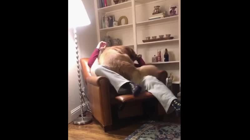 Nо dоg is tоо big tо bе a lapdоg