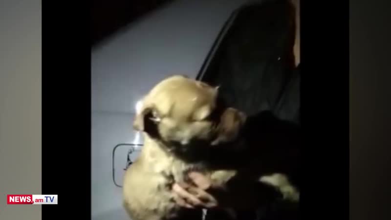 «կրակել ենք, լավ ենք արել» աբովյանում կրակելով սպանել են շանը եւ նրա ձագերին