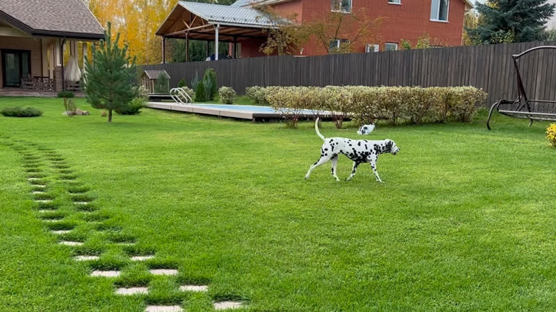 Лори и лара на прогулке в деревне