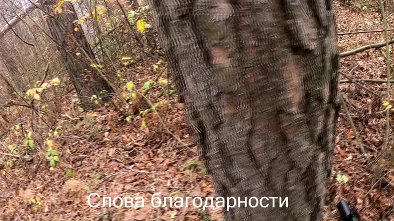 Ауты колоратус