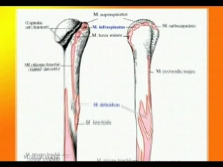 Видеолекция переломы плечевой кости