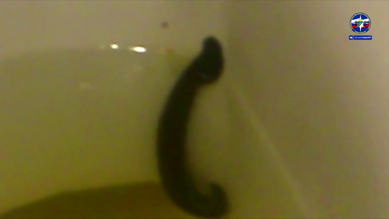 Пияа в унитазе