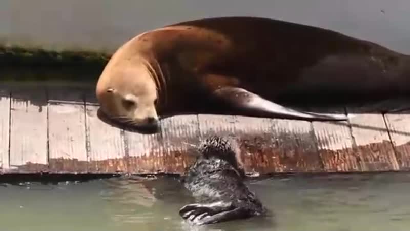 Морская выдра показывает своего детёныша морскому льву (vhs video)