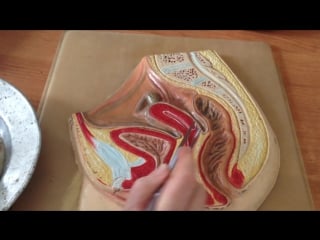 Влагалище ( женская половая система часть 4)