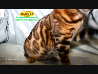 Boy, 2 dakota gold, bengal cat, cattery, kitten, 05122018
