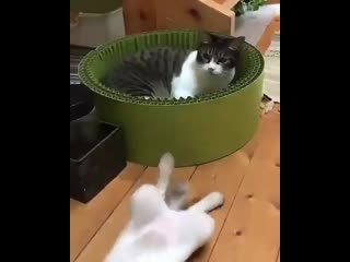 Котятки перед сном