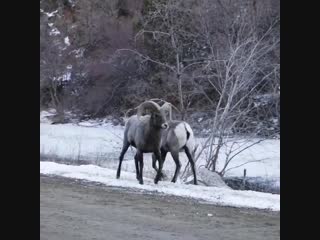 A standoff between two bighorn sheep in the colorado rockies