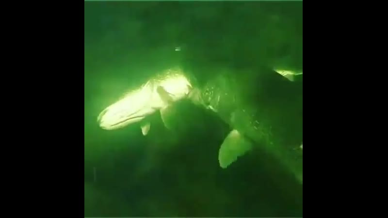 Убираем конкурентов mp4