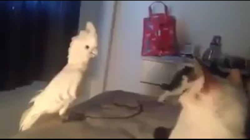 Прикол! когда выучил иностранный, но носители все равно тебя не понимают