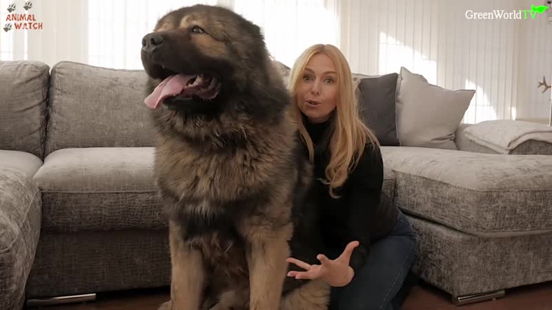Wolf porn the caucasian shepherd ovcharka dog