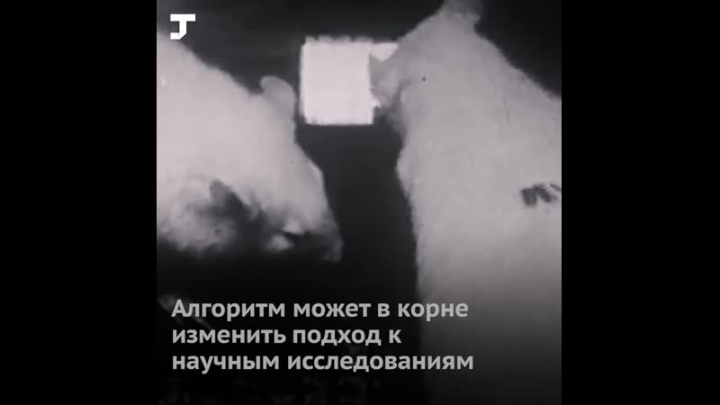В сша научили алгоритм понимать «речь» крыс