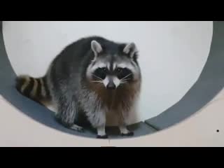 Енотик занимается спортом