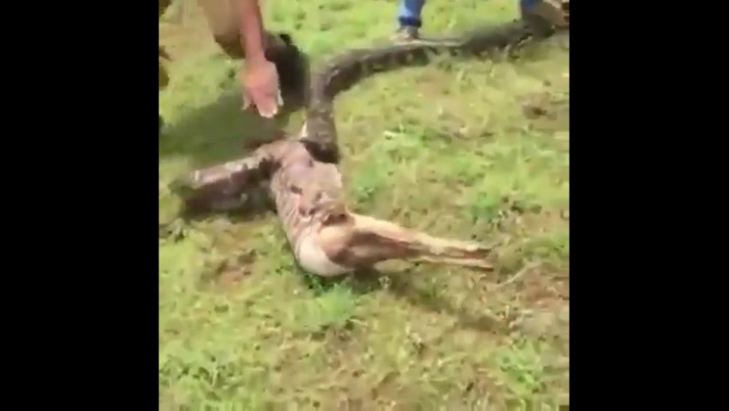 Питон заглатывает антилопу (python swallow antelope)