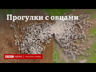 Прогулки с овцами фотограф в израиле 7 месяцев следил за пасущимся стадом с дрона