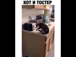 Кот 🐱 и тостер