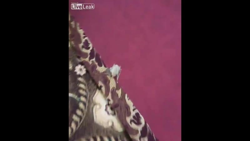 Стая летучих мышей поселилась в блоке кондиционера