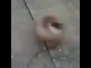 Заводная псинка