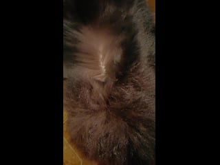 Sl mo vid 20191209 193314 mp4