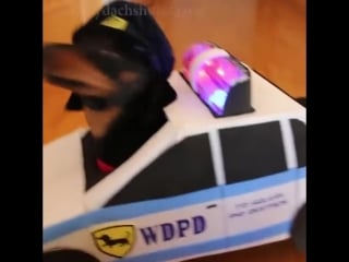 Dachshunds play cops robbers crusoe oakley dachshund