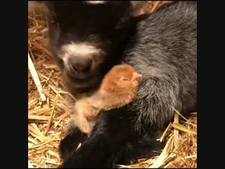 Козлик гладит цыплёнка