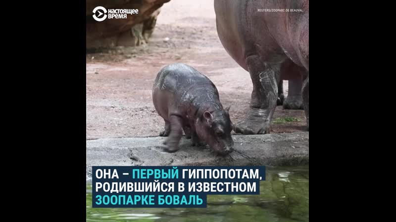 Первый заплыв на глубину малышки глории