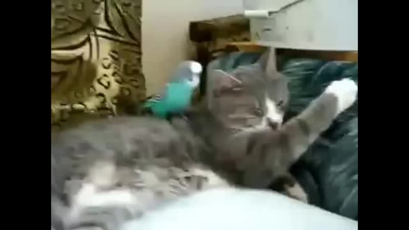 Попугай говорит с котом прикольное видео