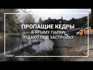 Пропащие кедры в крыму парки с вековой историей отдают под застройку