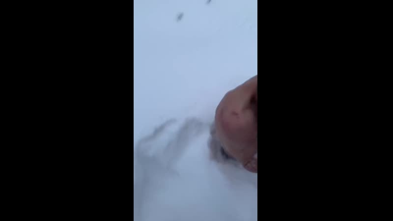 Закладчик кинул боссов