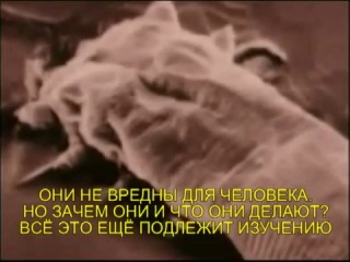 Пылевые клещи