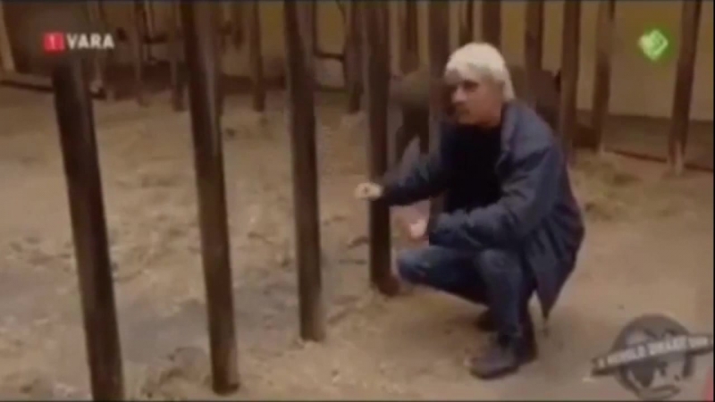 Детёныши носорогов