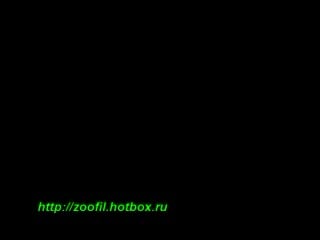 Собака и мэн