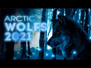 Arctic wolf`s "2021" i новый клип
