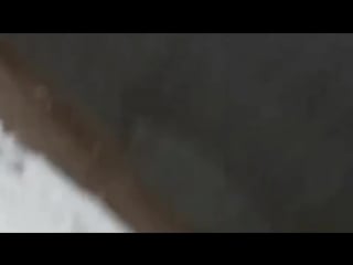 Ловят крыс с помощью собак (огого видео)