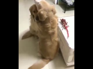 Такой умка, цветочек принес, своей любимой!