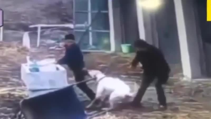 Dogo argentino attacks a horse