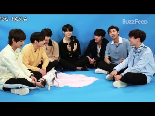 [rus sub] bts plays with puppies while answering fan questions buzzfeed