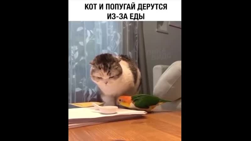 Chipkey спойлер котик приграл