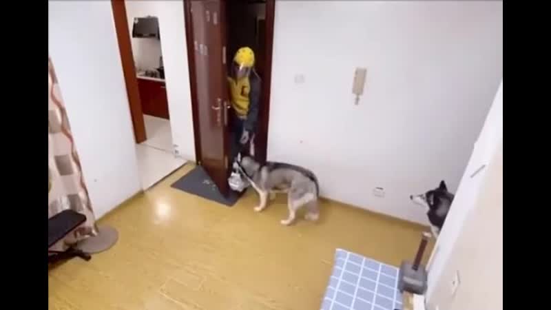 Умный пёсель