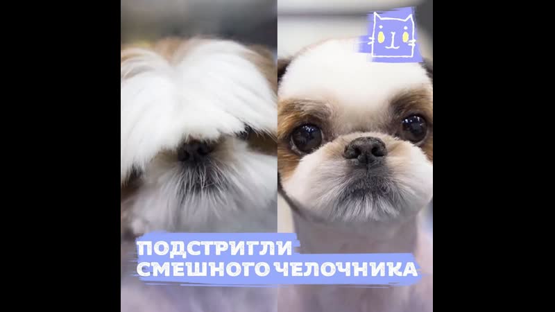Подстригли смешного песика
