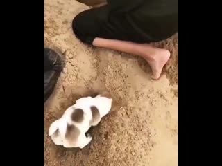 Best animals1 b50tf3tpxhn mp4