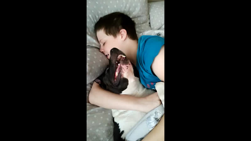 Yanika yan ( боня ) 09 01 2017г г братск ( ghw glitter nights moya oda imperator ) #аст#стафф#амстафф#американскийстаффо