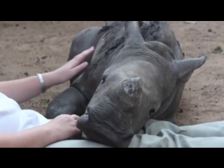 Baby rhino is scared to sleep alone after its mother was killed by poachers