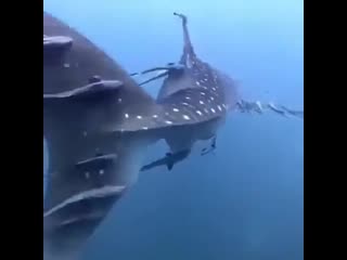 Whale shark acting as a safe transport through the ocean for multitude of remora fishes