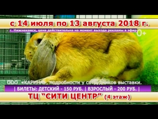 Выстаа пушистики нижнекамск