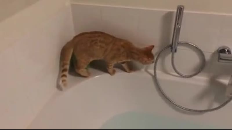 Our сat mеt оur bath fоr thе vеry first timе