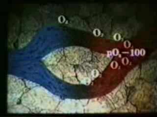 3 перенос газов молодые