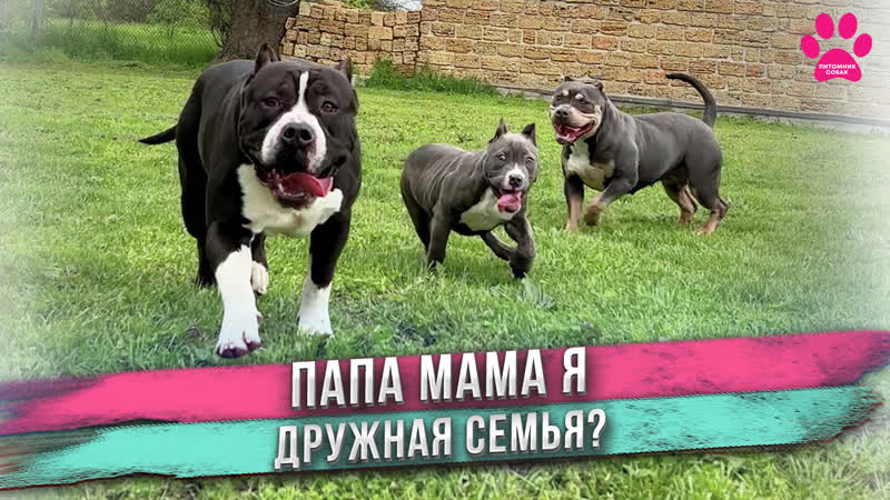 Отец первый раз увидел свою дочку! неожиданная реакция! сажаем цветы красивую клумба в старом пне!