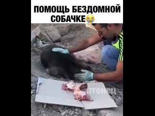 Помог бездомной собачке