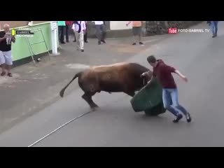 Dumbass watching bullfight on ipad forgets bull is real