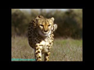 Bbc «первобытная америка» американский серенгети (документальный, 2002)